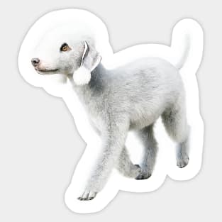 Bedlington Terrier Sticker